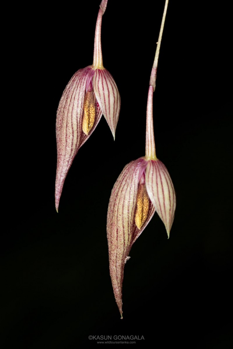 Bulbophyllum elegans Gardner ex Thwaites